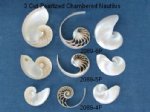 Wholesale Pearlized Cut Nautilus Shells 6 inches Minimum: 2 pieces @ $11.75 each - 10 pcs @ $10.575 each