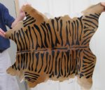 Tiger Print Calfskin Rug 33-1/2" x 32-1/2" (You are buying the calfskin pictured)