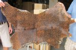 Leopard Print Calf Skin Furniture Throw 39" x 28" (You are buying the skin pictured)