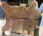 36" x 33" Stenciled Leopard Print Calfskin Rug (You are buying the skin pictured)