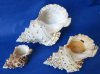 8 inches Wholesale Giant Frog Shells, Bursa Bubo - <font color=red> Overstocked Sale -  At Cost! - Case of 25 @ $5.80 each</font>