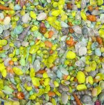 Wholesale Dyed Tiny Mixed India Shells 1/2  to 1-1/2  inch (Regular $9.75 a gallon) <font color=red> Below Cost!</font> $3.00 a Gallon