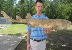 38 inch Juvenille Taxidermy Carpet Shark, shark mount $200.00. (This is the one you are buying.)