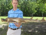 32 inch Juvenille Taxidermy Angel Shark, angel  shark mount $70.00. (This is the one you are buying.)