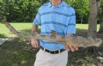27 inch Juvenille Taxidermy Bamboo Shark, shark mount $40.00. (This is the one you are buying.)