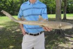 28 inch Juvenille Taxidermy Brown Bamboo Shark, shark mount $49.00. (This is the one you are buying.)