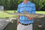 28 inch Juvenille Taxidermy Brown Bamboo Shark, shark mount $49.00. (This is the one you are buying.)