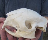 Real Animal Skulls 