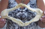 Angel Shark Jaw 9 inches wide $24.00 (You are buying the angel shark jaw pictured)