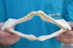  Angel Shark Jaw 9 inches wide $24.00 (You are buying the jaw pictured)