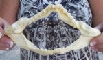 8 inches wide Angel Shark Jaw $24.00 (You are buying the jaw pictured)
