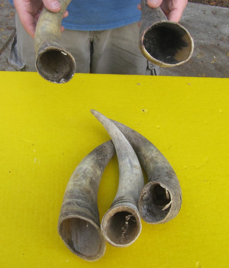 Five South African Cow Horns for Horn Crafts and Making Blowing Horns