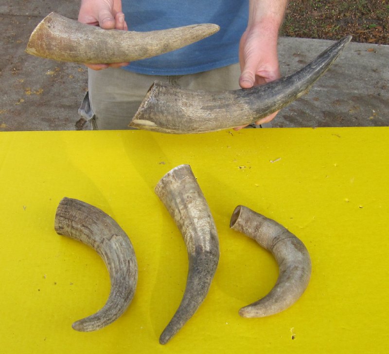 Five South African Cow Horns for Horn Crafts and Making Blowing Horns