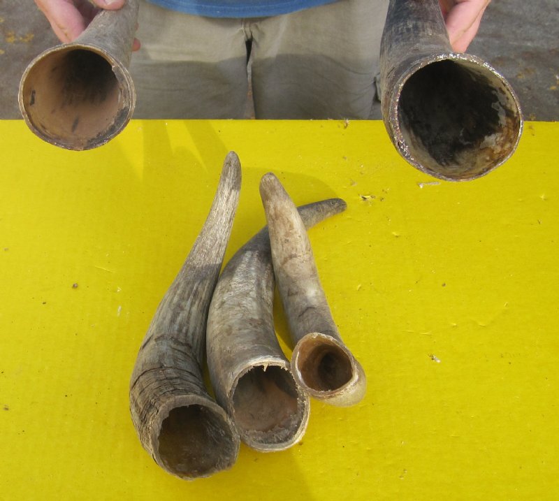 Five South African Cow Horns for Horn Crafts and Making Blowing Horns