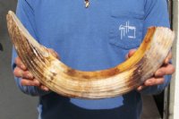 21 inches Curved Hippo Tusk, Hippo Ivory for Carving 2.65 lbs - You are buying the wholesale ivory for $215.00
