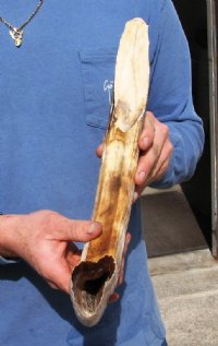21 inches Curved Hippo Tusk, Hippo Ivory for Carving 2.65 lbs - You are buying the wholesale ivory for $215.00