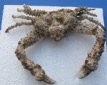 8 inches long Dried Stone Crab, Daldorfia Horrida $11.00 (This is the one you are buying.)