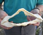 9-3/4 inch wide Angel Shark Jaw $28.00 (You are buying the jaw pictured)