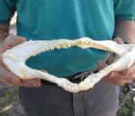 9-3/4 inch wide Angel Shark Jaw $28.00 (You are buying the jaw pictured)