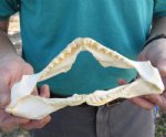 10 inch wide Angel Shark Jaw $28.00 (You are buying the jaw pictured)