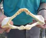 9 inch wide Angel Shark Jaw $28.00 (You are buying the jaw pictured)