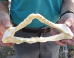 10 inch wide Angel Shark Jaw $28.00 (You are buying the jaw pictured)