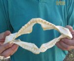 9-1/2 inch wide Angel Shark Jaw $28.00 (You are buying the jaw pictured)