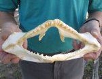 10-1/4 inch wide Angel Shark Jaw $28.00(You are buying the jaw pictured)