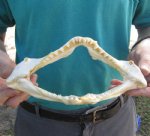 9-1/4 inch wide Angel Shark Jaw $28.00 (You are buying the jaw pictured)