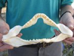 9-3/4 inch wide Angel Shark Jaw $28.00 (You are buying the jaw pictured)