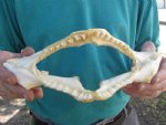 10 inch wide Angel Shark Jaw $28.00 (You are buying the jaw pictured)