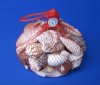 500 Grams of Mixed Natural Shells Wholesale in Open Weave Red Net Bags - Case of 20 @ $1.25 each