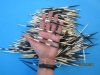 4" to 6" 500 Porcupine Quills for Quill Art  .22 each (You are buying the quills pictured)