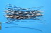 10" to 12" 100 Thin Porcupine Quills for Quill Art .65 each (You are buying the quills pictured)