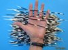 10" TO 12" Pack of 100 Thin Porcupine Quills for Quill Art .65 each (You are buying the quills pictured)