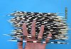 10" to 12" Pack of 100 Thin Porcupine Quills for Quill Art .65 ea (You are buying the quills pictured)