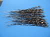 10" to 17" Thin Porcupine Quills Pack of 100 @ .50 each (You are buying the quills pictured)