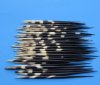 7-1/2" to 8-1/2" Porcupine Quills Pack of 50 @ .68 ea (You are buying the quills pictured)