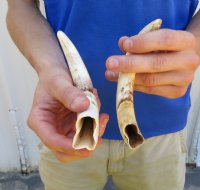 Two 8 inch Warthog Tusks, Warthog Ivory from African Warthog .60 lb for $65