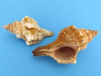 Wholesale Striped Fox Conch Shells For Hermit Crabs, 3 to 4 inches. Packed 16 per bag for 45 each