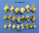 Fox Shells Trapezium Horse Conch