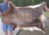 African Blesbok Skin Rug - Blesbuck Hide for African Decor 49" x 39" - You are buying this skin for $50