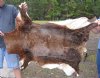 African Blesbok Skin Rug - Blesbuck Hide for African Decor 47" x 39" - You are buying this skin for $50
