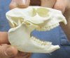 2-3/4 inches Hyrax Skull from South Africa (You are buying the skull pictured for $30)