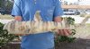 21 inches long Taxidermy Bullhead Shark Mount - You are buying the shark mount shown for $50.00