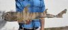 23  inches Taxidermy Bullhead Shark Mount - You are buying the shark mount pictured for $55.00