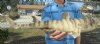 23 inches Taxidermy Bullhead Shark Mount - You are buying the shark mount pictured for $55.00
