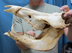 Discounted Skulls-Horns-Skins-Bones