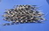 6" to 15" Porcupine Quills Pack of 100 @ .62 each (You are buying the quills pictured @ .62 each)