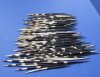 6" to 10" Fat Porcupine Quills Pack of 100 @ .60 each  (You are buying the quills pictured)